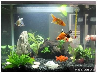 黑觀賞魚有什么講究：黑色觀賞魚在飼養(yǎng)上可能會有一定的難度 魚缸風水 第4張