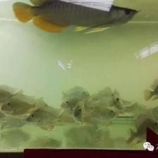 廣州 觀賞魚(yú)