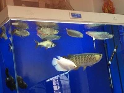 廣州 觀賞魚 廣州觀賞魚批發(fā)市場 第4張