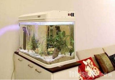 壞了的魚缸放家里影響風水：風水學中的魚缸在風水學中有什么作用 魚缸風水 第2張