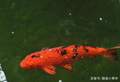 家里的魚(yú)缸有蟲(chóng)怎么處理：如何預(yù)防魚(yú)缸寄生蟲(chóng) 魚(yú)缸風(fēng)水 第2張