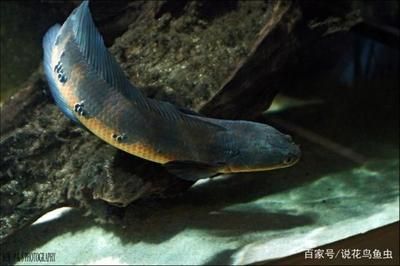 黑魔神能和龍魚混養(yǎng)嗎：黑魔神雷龍魚與龍魚是否可以混養(yǎng)