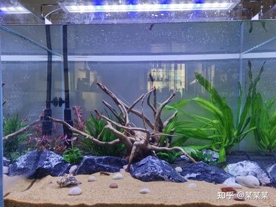 超白魚缸品牌推薦一下：超白魚缸品牌推薦森森、佳璐、魚麒麟品牌推薦上榜