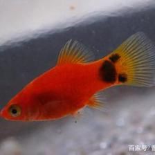 好看的大型淡水觀賞魚有哪些品種：淡水觀賞魚適合家養(yǎng)的大型淡水觀賞魚品種和進(jìn)化歷史 魚缸風(fēng)水 第1張