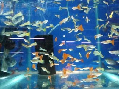 觀賞魚的地方叫什么好：觀賞魚市場、觀賞魚市場、觀賞魚養(yǎng)殖場或者觀賞魚水族館 廣州觀賞魚批發(fā)市場 第3張