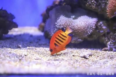 廣東水族批發(fā)市場在哪兒?。簭V東水族批發(fā)市場 廣州水族批發(fā)市場 第1張