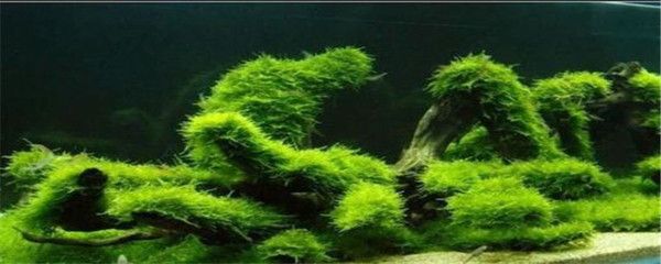 壞的魚缸怎么處理好：壞的魚缸處理壞的魚缸處理可以根據(jù)其損壞程度和你的需求 魚缸風(fēng)水 第3張