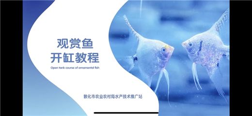 各種觀賞魚視頻介紹一下：七彩雷龍為鱧科家族的觀賞魚觀賞魚的歷史背景 廣州觀賞魚批發(fā)市場 第3張