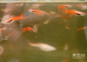 觀賞魚買賣平臺有哪些：特色觀賞魚品種介紹 廣州觀賞魚批發(fā)市場 第3張