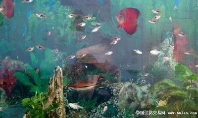 觀賞魚買賣平臺有哪些：特色觀賞魚品種介紹 廣州觀賞魚批發(fā)市場 第1張