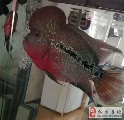 觀賞魚買賣平臺有哪些：特色觀賞魚品種介紹 廣州觀賞魚批發(fā)市場 第4張