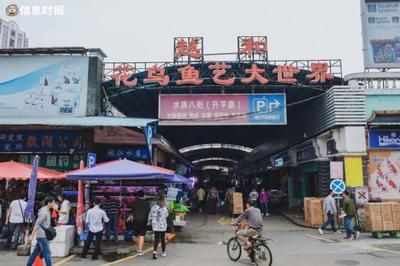 芳村花鳥魚蟲市場新址：廣州市芳村花鳥魚蟲市場的歷史沿革 廣州水族批發(fā)市場 第4張