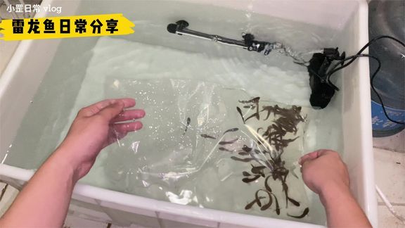 成品魚缸價(jià)格多少錢：如何選擇合適的魚缸 魚缸百科 第3張