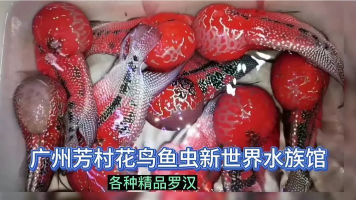 廣州百藝城有賣魚嗎在幾樓賣魚：關(guān)于廣州百藝城賣魚的具體信息