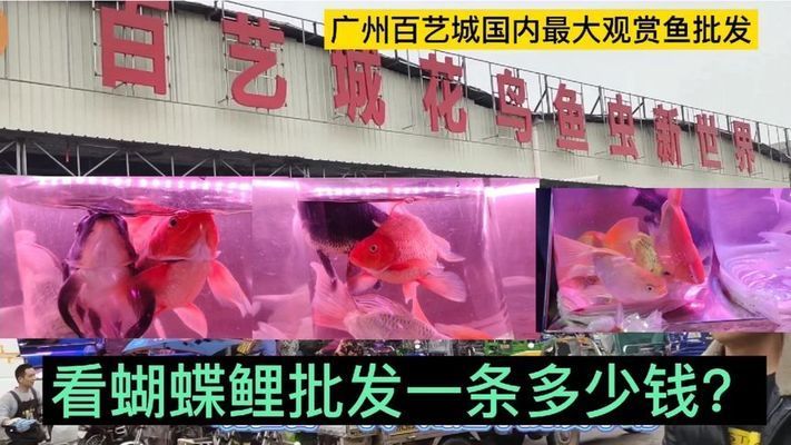 廣州百藝城有賣魚嗎在幾樓賣魚：關(guān)于廣州百藝城賣魚的具體信息 廣州觀賞魚批發(fā)市場(chǎng) 第4張