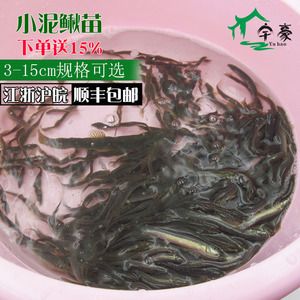 很大的觀賞魚(yú)：養(yǎng)殖大型觀賞魚(yú)的注意事項(xiàng)