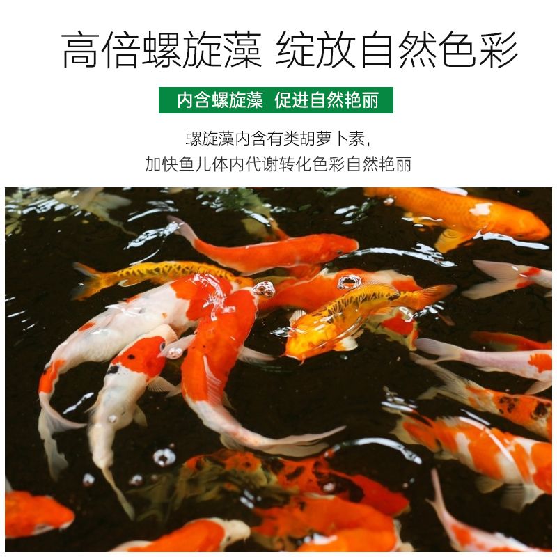 很大的觀賞魚(yú)：養(yǎng)殖大型觀賞魚(yú)的注意事項(xiàng)