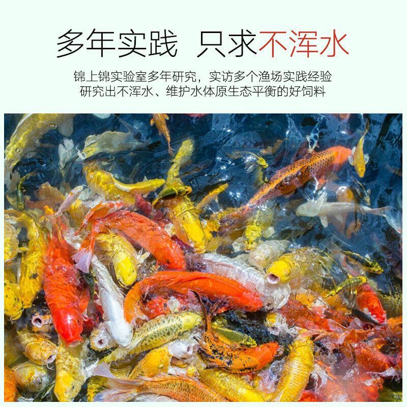 很大的觀賞魚(yú)：養(yǎng)殖大型觀賞魚(yú)的注意事項(xiàng)