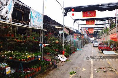 芳村區(qū)花鳥市場(chǎng)在哪里?。簭V州芳村區(qū)花鳥市場(chǎng) 廣州水族批發(fā)市場(chǎng) 第1張