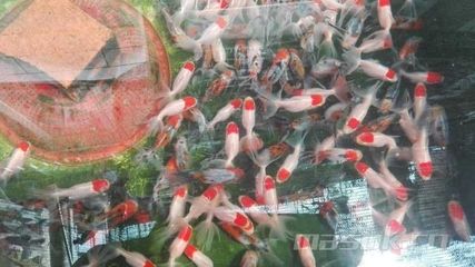 百藝城花鳥魚吧：廣州市百藝城花鳥魚市場