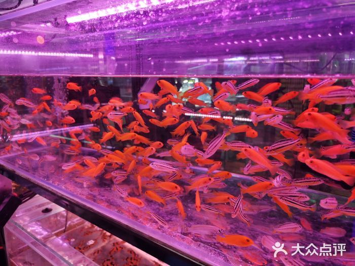 百藝城花鳥魚吧：廣州市百藝城花鳥魚市場