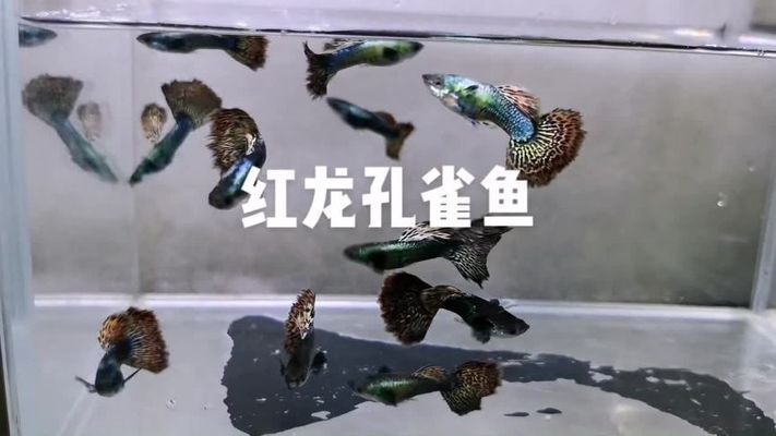 紅龍孔雀魚視頻 魚缸風(fēng)水 第2張