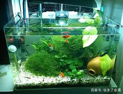 花鳥魚蟲市場有賣魚缸的嗎多少錢一條：如何挑選合適的花鳥魚蟲市場