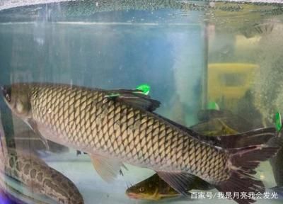 大型象鼻魚：湘西州畜牧水產事務中心現(xiàn)場推進櫻桃燈魚品種簡介 魚缸風水 第1張