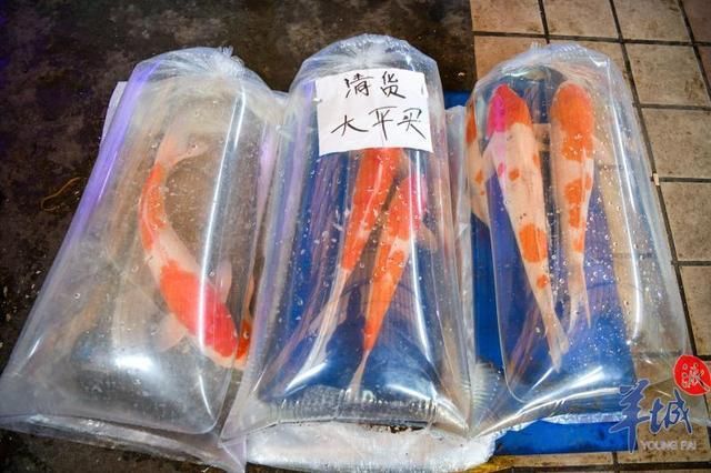 芳村魚蟲新世界搬到哪里了：廣州芳村花鳥魚蟲新世界火災(zāi)事故影響分析2023年4月9日發(fā)生 廣州水族批發(fā)市場 第1張