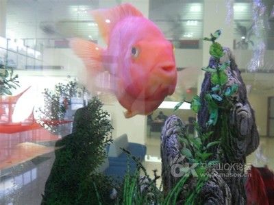 百藝城花鳥魚吧在幾樓：廣州百藝城花鳥魚新世界