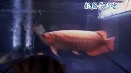 超大龍魚視頻：超大龍魚視頻下載超大龍魚視頻下載超大龍魚視頻分享 龍魚百科 第1張