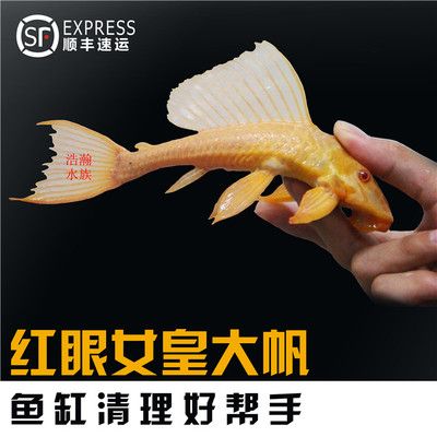 賣龍魚取一個店名字好嗎：龍魚店名如何取名