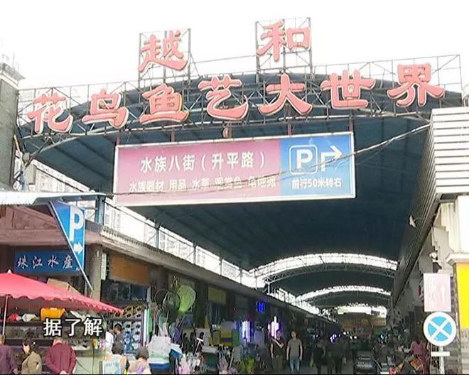 芳村花鳥魚蟲市場搬去哪里啦：探討芳村花鳥魚蟲市場的未來 廣州水族批發(fā)市場 第3張