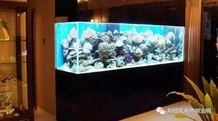 家里放二個魚缸好嗎？：家里放兩個魚缸可以增加財運的平衡和和諧和和諧飼養(yǎng)