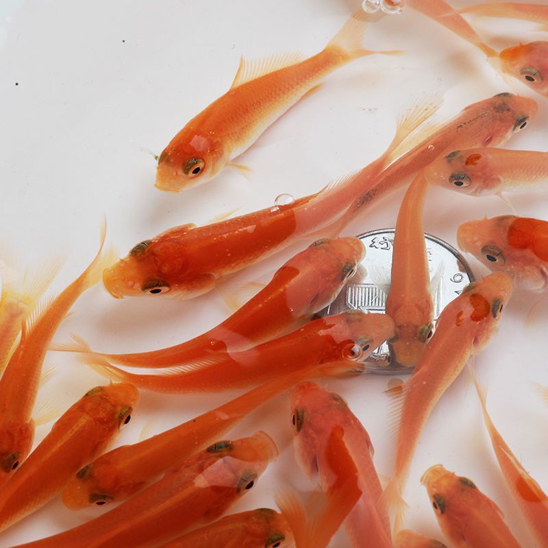 紅鯉魚魚缸怎么養(yǎng)好看視頻：28篇紅鯉魚魚缸養(yǎng)殖視頻教程紅鯉魚魚缸養(yǎng)殖技巧 魚缸風(fēng)水 第3張