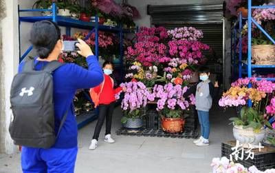 芳村花卉市場營業(yè)時間過年：春節(jié)期間芳村花卉市場的營業(yè)時間有所調(diào)整，營業(yè)時間有所不同