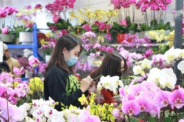 芳村花卉市場營業(yè)時間過年：春節(jié)期間芳村花卉市場的營業(yè)時間有所調(diào)整，營業(yè)時間有所不同