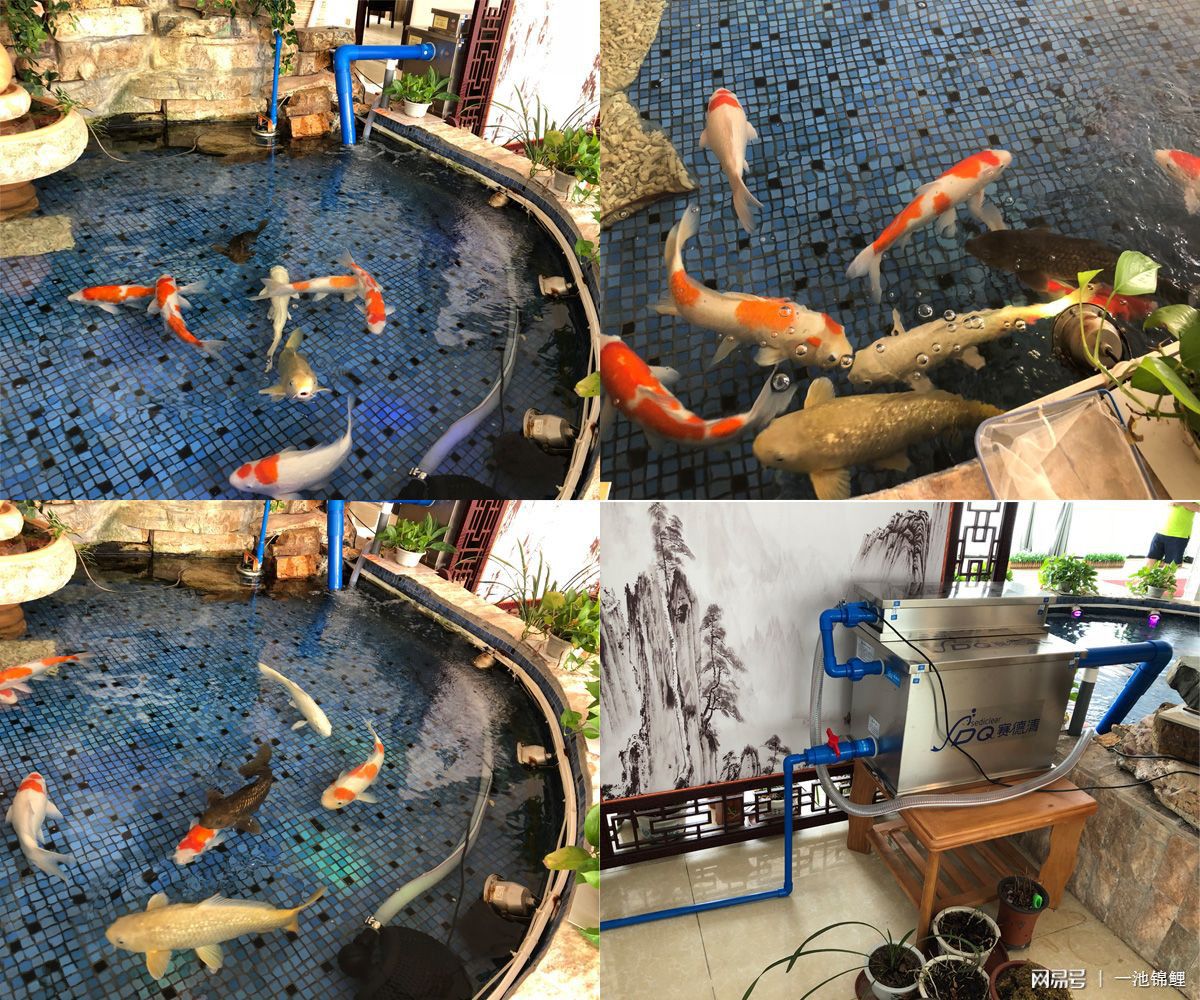 家里的魚缸可以養(yǎng)錦鯉嗎：家里的魚缸可以養(yǎng)錦鯉嗎？ 魚缸風水 第1張