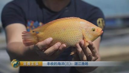 黃龍魚怎么養(yǎng)在家里：黃龍魚怎么養(yǎng)在家里，黃龍魚怎么養(yǎng)在家中養(yǎng)殖黃龍魚