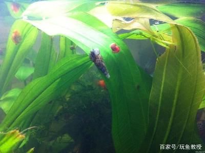 觀賞魚缸水草養(yǎng)殖：關于觀賞魚缸水草養(yǎng)殖的知識點