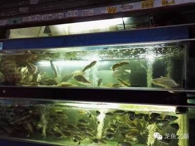 廣州觀賞魚市場有哪些地方賣：2020年廣州世界觀賞魚珍品大觀廣州觀賞魚市場 廣州水族批發(fā)市場 第1張