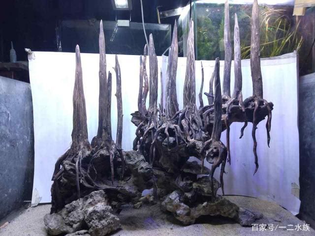 創(chuàng)意造景魚缸設計：魚缸造景的種類與選擇