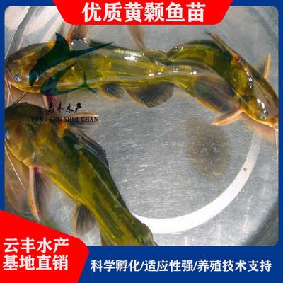 廣州觀賞魚基地：廣州觀賞魚基地開放時間廣州觀賞魚基地最新動態(tài) 廣州水族批發(fā)市場 第3張