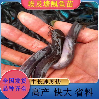 廣州觀賞魚基地：廣州觀賞魚基地開放時間廣州觀賞魚基地最新動態(tài) 廣州水族批發(fā)市場 第4張