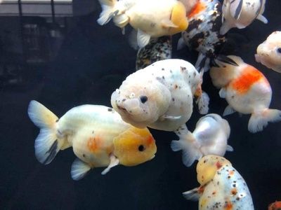 廣州蘭壽金魚批發(fā)市場 廣州水族批發(fā)市場 第4張