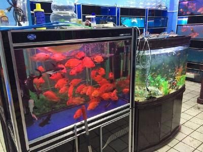 廣州水族器材市場(chǎng)在哪里：2022廣州水族器材市場(chǎng)最新動(dòng)態(tài) 廣州水族批發(fā)市場(chǎng) 第3張