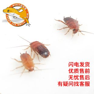 金龍魚幼體的存活率：關(guān)于金龍魚幼體存活率的一些詳細信息