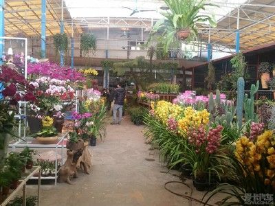 廣州芳村花鳥市場在哪：廣州芳村花鳥市場 廣州水族批發(fā)市場 第3張