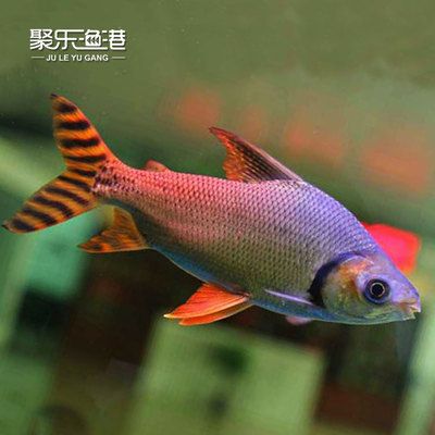 可以和龍魚混養(yǎng)的熱帶魚有哪些種類：幾種適合與龍魚混養(yǎng)的熱帶魚