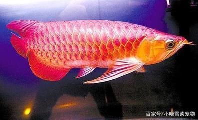 紅龍魚水質(zhì)ph低怎么辦？：如何調(diào)整紅龍魚水質(zhì)ph值